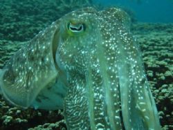 photo taken in malaysia /tioman by Bok Leng Tan 
